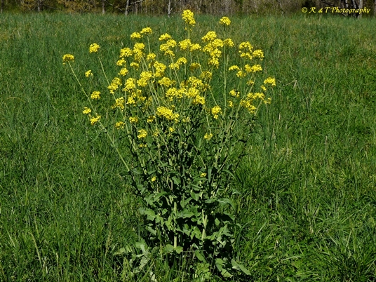{Brassica napus}